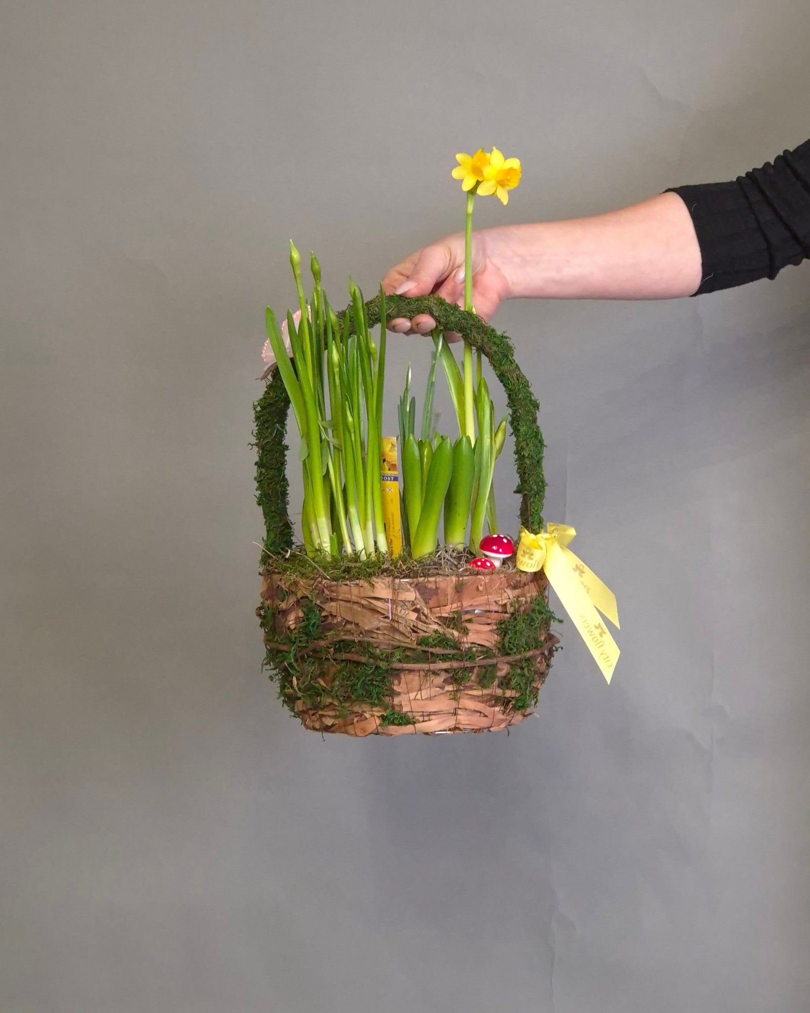 Cos "Spring Forest" – Mix de 4 Bulbi de Primavara