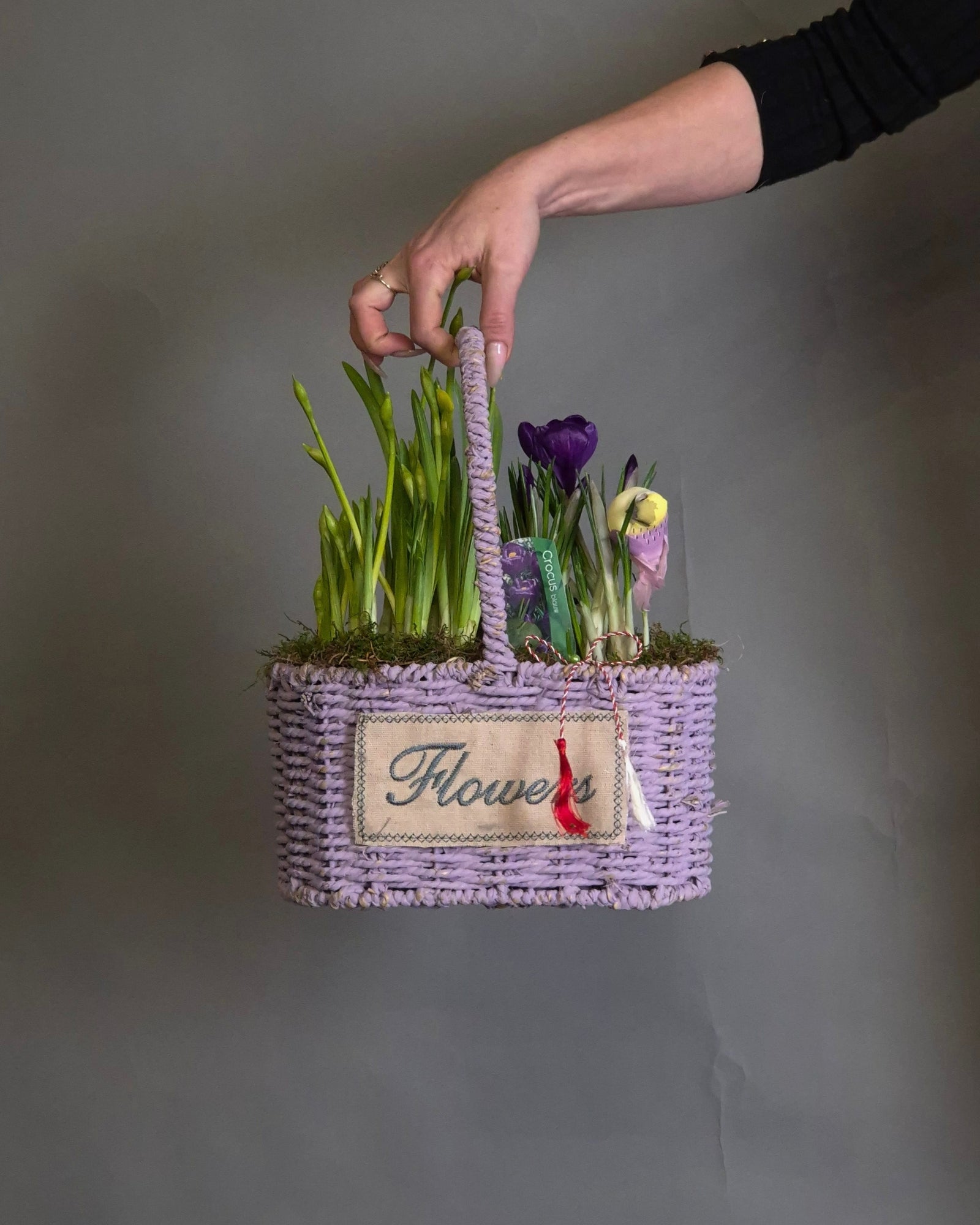 Cos "Spring Lilac" – Mix de 4 Bulbi de Primavara