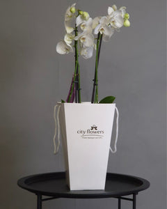 Orhidee Phalaenopsis Alba in Ghiveci Ceramic si Punga Cadou