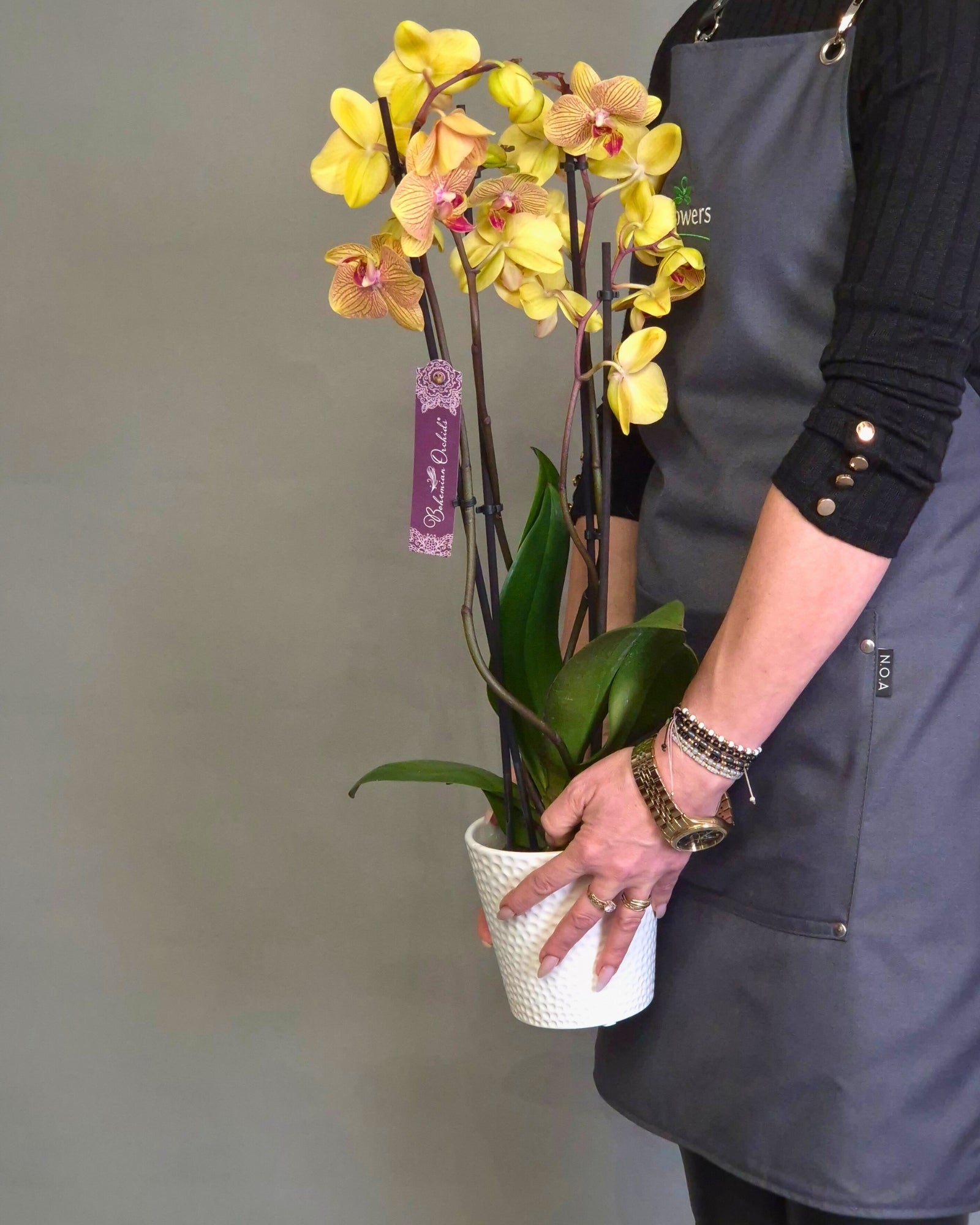 Orhidee Phalaenopsis Colorata in Ghiveci Ceramic si Punga Cadou