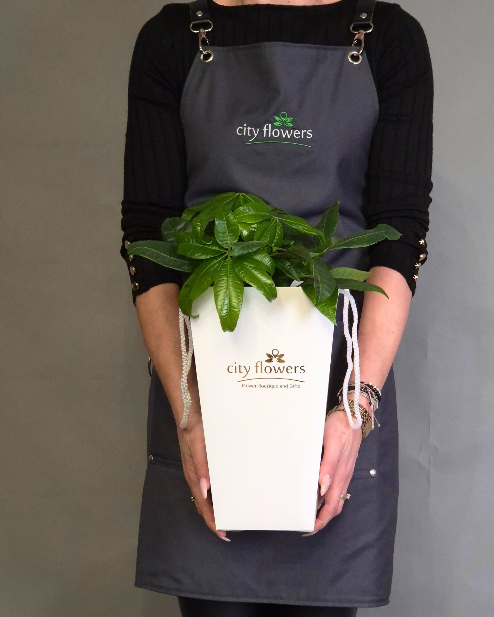 Pachira "Money Tree" in Ghiveci Ceramic si Punga Cadou