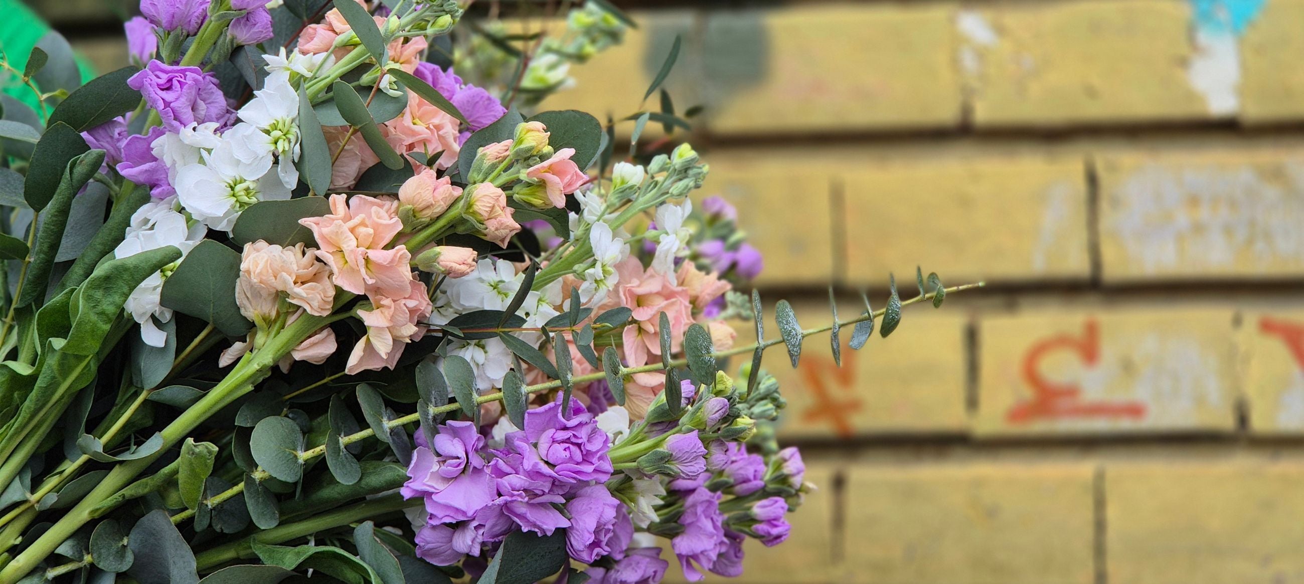 Plante | City Flowers
