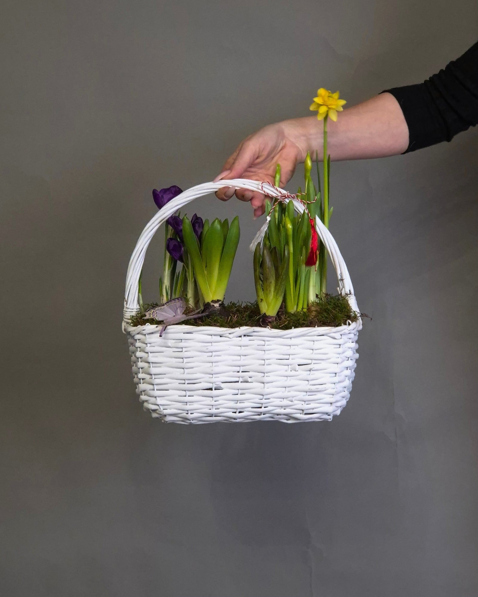 Cos "Spring Shine" – Mix de 5 Bulbi de Primavara