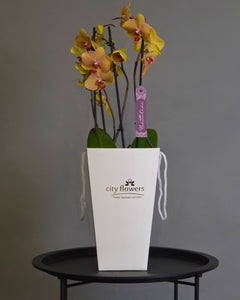 Orhidee Phalaenopsis Colorata in Ghiveci Ceramic si Punga Cadou