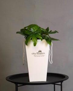 Pachira "Money Tree" in Ghiveci Ceramic si Punga Cadou