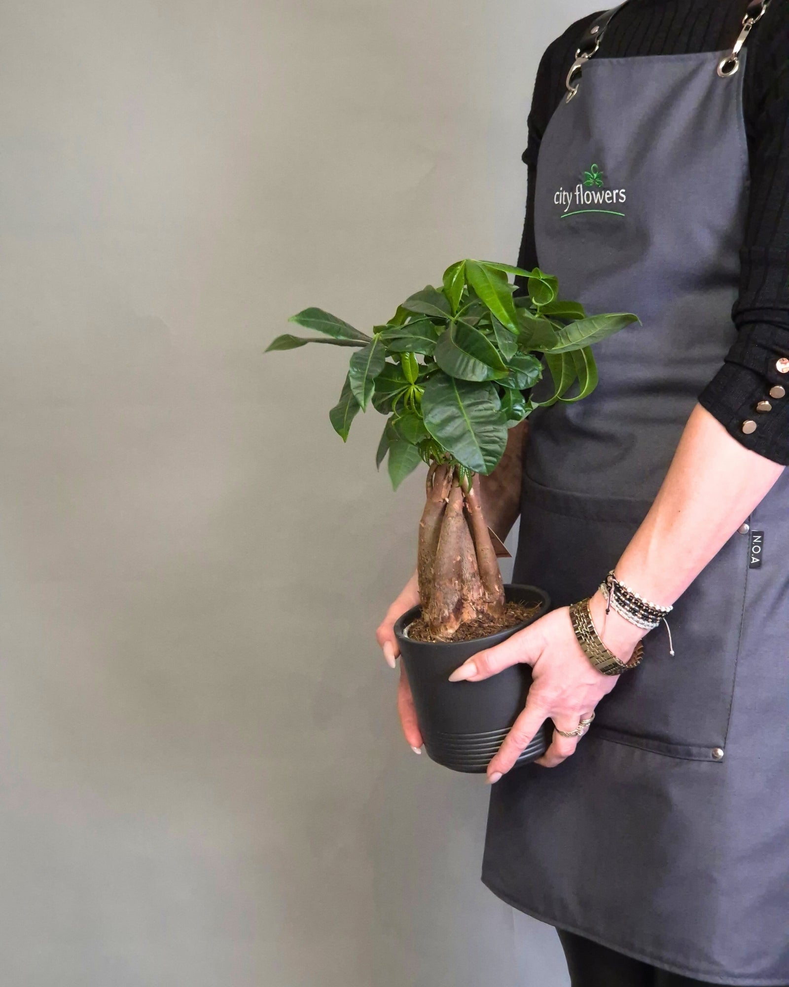 Pachira "Money Tree" in Ghiveci Ceramic si Punga Cadou